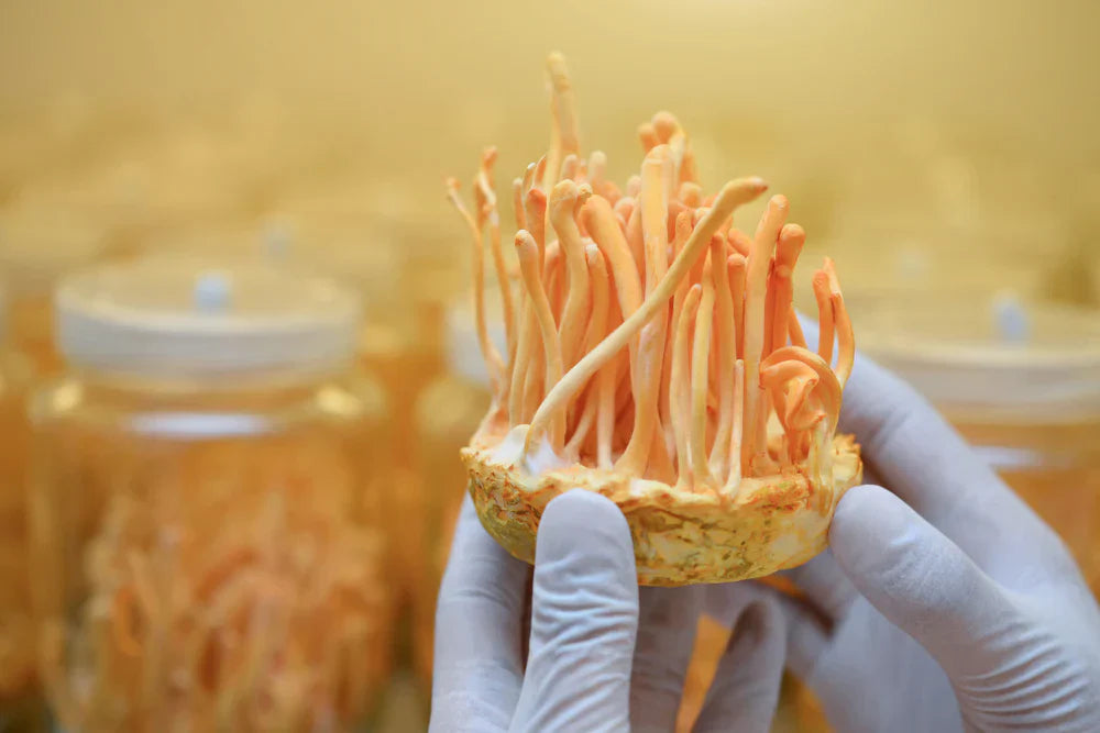 Osavi Cordyceps 1200 mg Review: Pre-Workout Performance Benefits