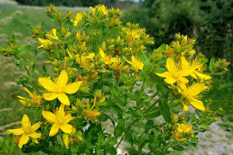 Find your Flow with St. John's Wort - RED SUPPS